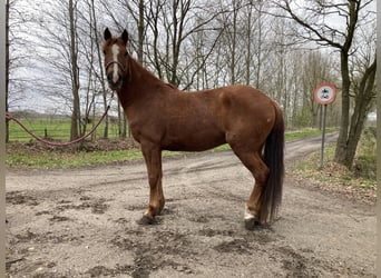 Mustang (american), Gelding, 8 years, 14 hh, Chestnut-Red