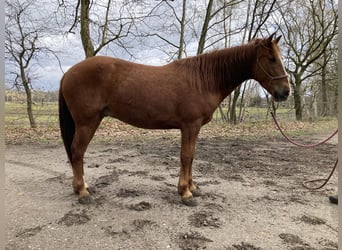 Mustang (american), Gelding, 8 years, 14 hh, Chestnut-Red