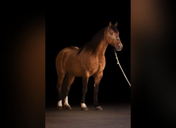 Mustang (american), Gelding, 8 years, 15.2 hh, Dun