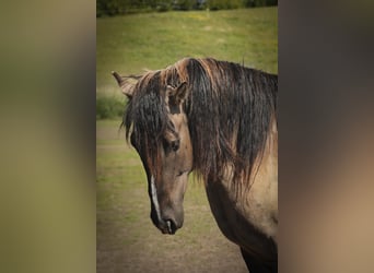 Mustang (american), Gelding, 8 years, 15.2 hh, Grullo