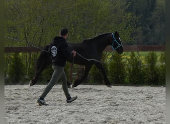 Mustang (american), Gelding, 8 years, 15 hh, Black