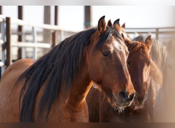 Mustang (american), Gelding, 8 years, 15 hh, Dun