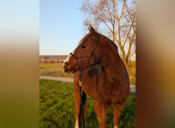 Mustang (american), Gelding, 9 years, 14.2 hh, Chestnut-Red