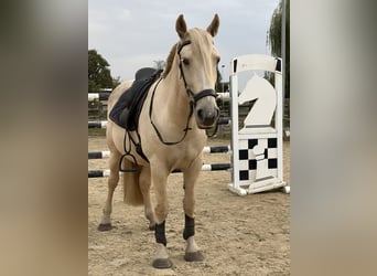 Mustang (american), Gelding, 9 years, 14.2 hh, Palomino