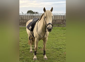 Mustang (american), Gelding, 9 years, 14.2 hh, Palomino