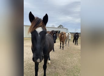 Mustang (american), Gelding, 9 years, 14 hh, Black