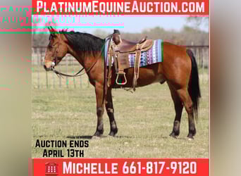 Mustang (american), Gelding, 9 years, 15 hh, Bay