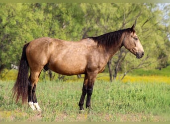 Mustang (american), Gelding, 9 years, 15 hh, Buckskin