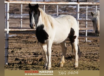 Mustang (american), Mare, 10 years, 14.1 hh, Pinto