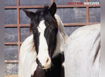 Mustang (american), Mare, 10 years, 14.1 hh, Pinto