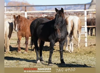 Mustang (american), Mare, 10 years, 14.2 hh, Roan-Blue