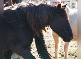 Mustang (american), Mare, 10 years, 14.2 hh, Roan-Blue