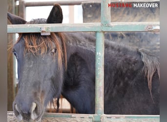 Mustang (american), Mare, 10 years, 14.2 hh, Roan-Blue