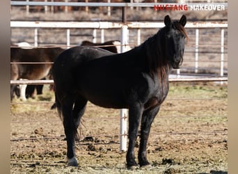 Mustang (american), Mare, 10 years, 14.2 hh, Roan-Blue
