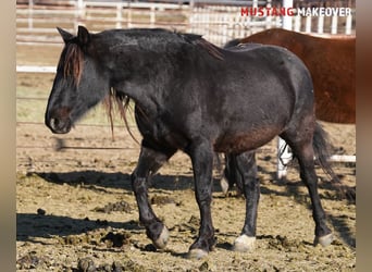 Mustang (american), Mare, 10 years, 14.2 hh, Roan-Blue