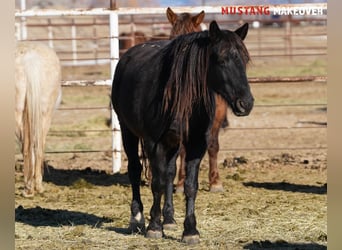 Mustang (american), Mare, 10 years, 14.2 hh, Roan-Blue