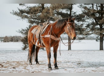 Mustang (american), Mare, 10 years, 14,3 hh, Bay