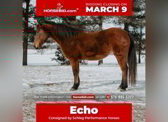 Mustang (american), Mare, 10 years, 14,3 hh, Bay