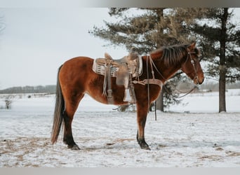 Mustang (american), Mare, 10 years, 14,3 hh, Bay