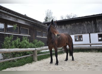 Mustang (american), Mare, 11 years, 14,3 hh, Brown