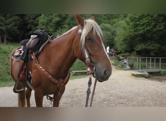 Mustang (american), Mare, 11 years, 15.1 hh, Palomino