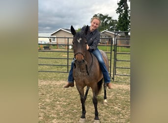 Mustang (american), Mare, 12 years, 14 hh, Roan-Bay