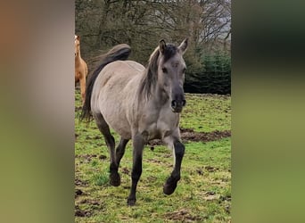 Mustang (american), Mare, 12 years, 15.1 hh, Grullo