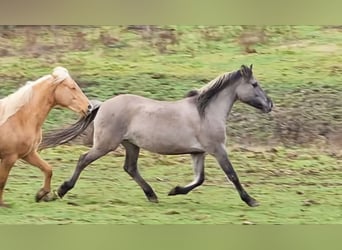 Mustang (american), Mare, 12 years, 15.1 hh, Grullo