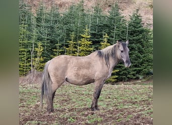 Mustang (american), Mare, 12 years, 15.1 hh, Grullo