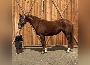 Mustang (american), Mare, 15 years, 14.3 hh, Sorrel