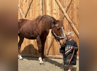 Mustang (american), Mare, 15 years, 14,3 hh, Sorrel