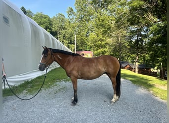 Mustang (american), Mare, 15 years, Buckskin