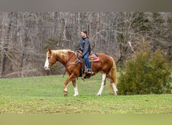 Mustang (american), Mare, 15 years, Chestnut