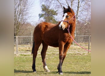 Mustang (american), Mare, 1 year, 14.2 hh, Brown