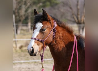 Mustang (american), Mare, 1 year, 14.2 hh, Brown