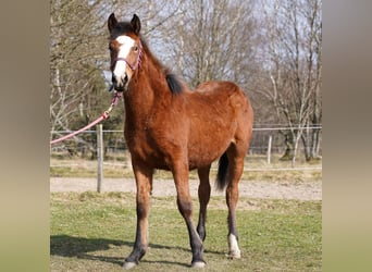 Mustang (american), Mare, 1 year, 14.2 hh, Brown