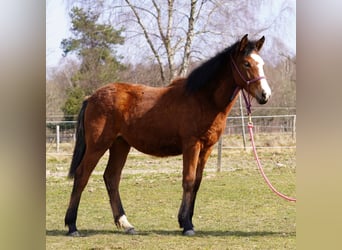 Mustang (american), Mare, 1 year, 14.2 hh, Brown