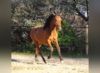 Mustang (american), Mare, 1 year, 15.1 hh, Dun