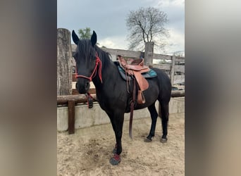 Mustang (american), Mare, 1 year, 15.1 hh