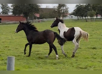 Mustang (american), Mare, 1 year, 15.1 hh