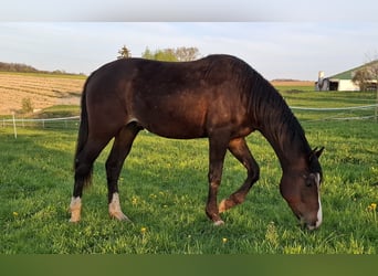 Mustang (american), Mare, 1 year, 15.1 hh