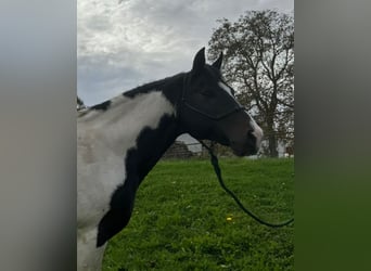 Mustang (american), Mare, 1 year, 15.1 hh
