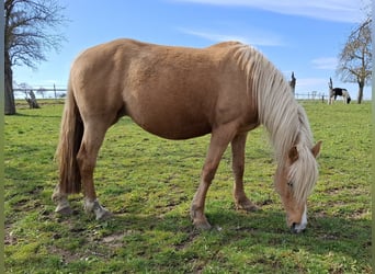 Mustang (american), Mare, 1 year, 15.1 hh