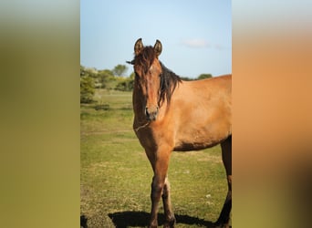 Mustang (american), Mare, 2 years, 14,2 hh, Pearl