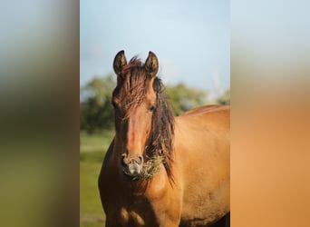 Mustang (american), Mare, 2 years, 14,2 hh, Pearl