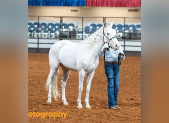 Mustang (american), Mare, 3 years, 13.2 hh, Grey