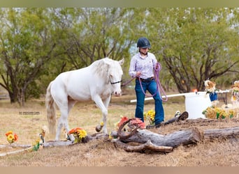 Mustang (american), Mare, 3 years, 13.2 hh, Grey