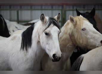 Mustang (american), Mare, 3 years, 14.1 hh, Buckskin