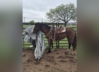 Mustang (american), Mare, 3 years, 14.3 hh, Pinto