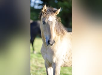 Mustang (american) Mix, Mare, 3 years, 15,2 hh, Dun